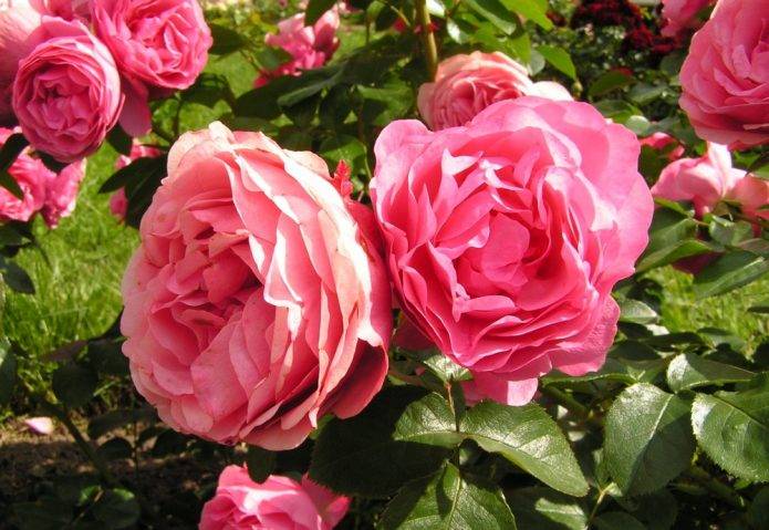 Кустовые розы: посадка и уход, выращивание и размножение