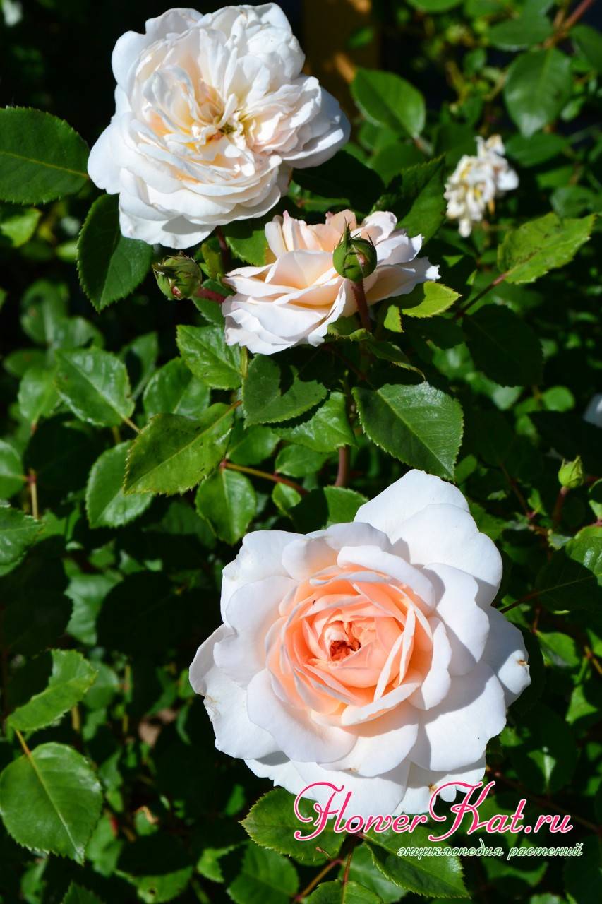 Роза мондиаль: описание сорта, посадка и уход