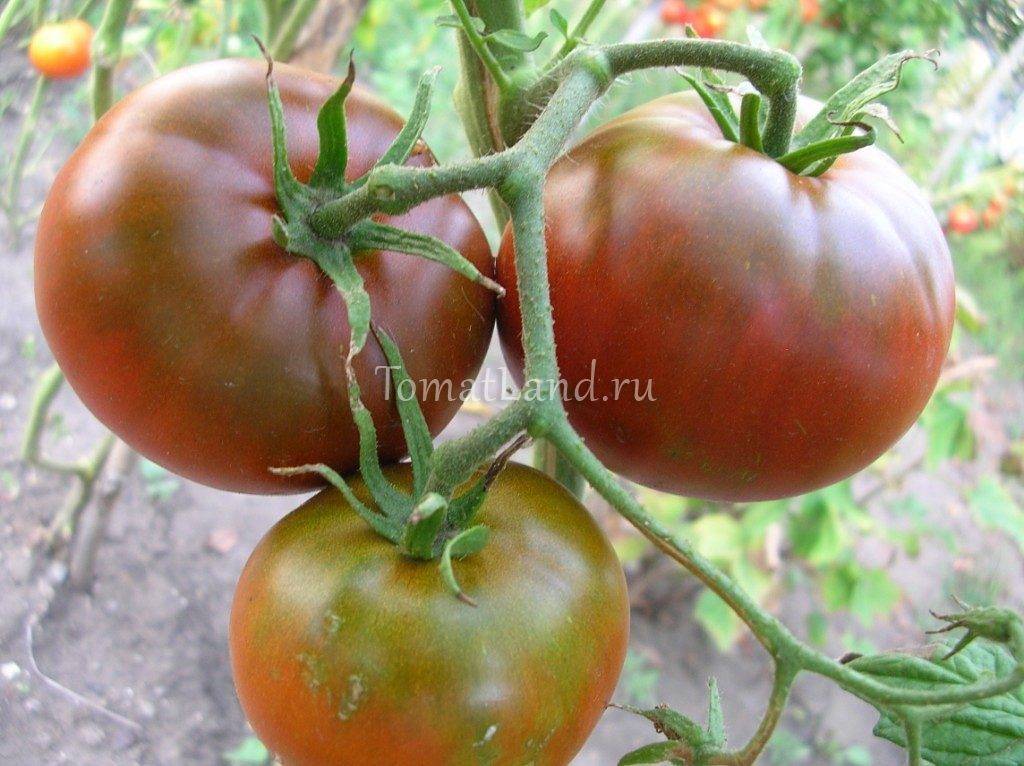 Характеристика и описание сорта томата Шоколадный, его урожайность