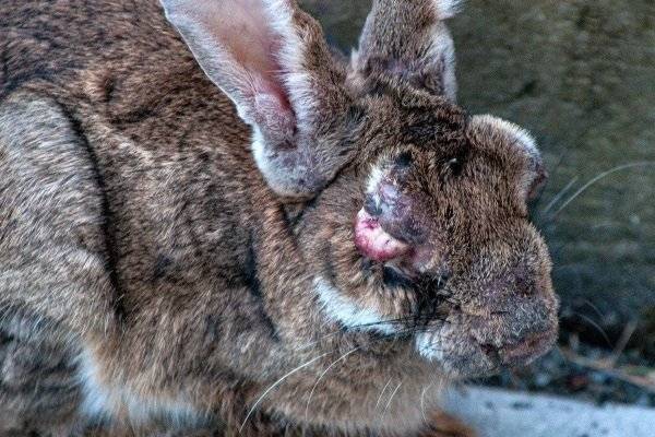 Пастереллез у кроликов, методы лечения и профилактики заболевания в 2019 году