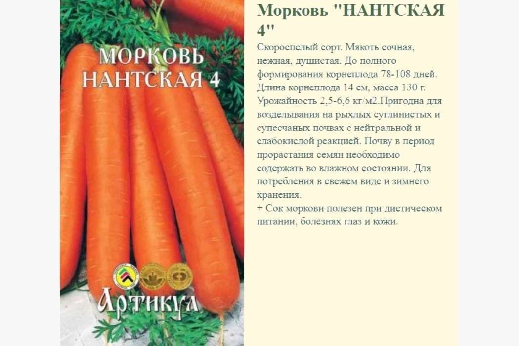 Все о моркови нииох 336: описание, выращивание, сбор урожая и другие нюансы