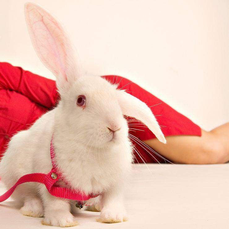 Уход и содержание декоративных кроликов в домашних условиях