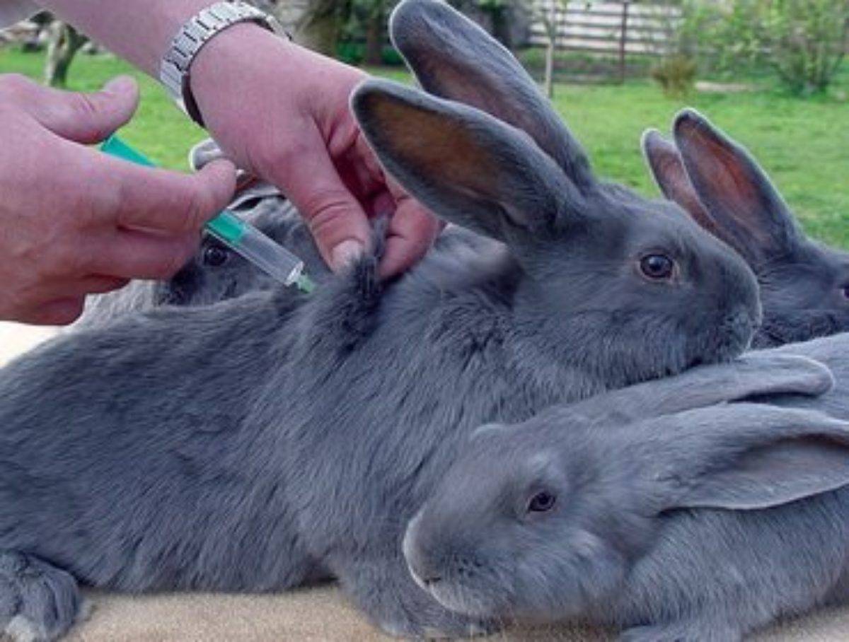 Прививки для кроликов когда и какие делать