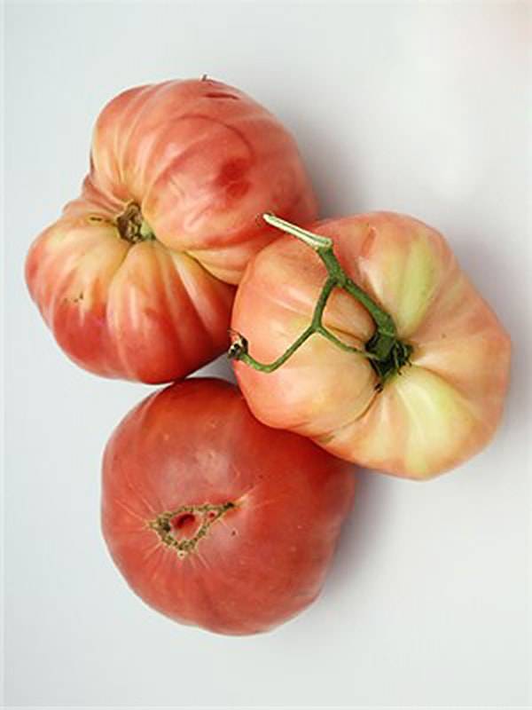 Царский подарок — высокоурожайный томат: характеристики и описание сорта