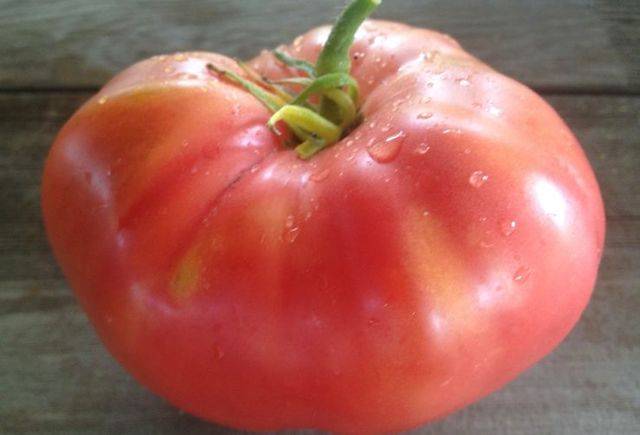 Архив метки: томат