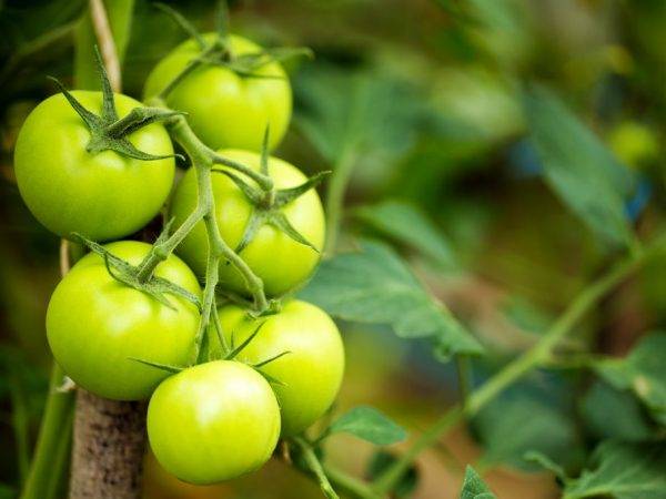 Сорт томатов «клубничное дерево» — сибирская устойчивость к болезням и высокая урожайность