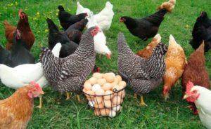 По каким причинам куры могут нести яйца без скорлупы и что с этим делать