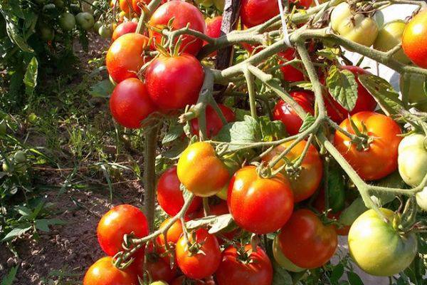 Описание сорта томата Вермилион, его характеристика и урожайность