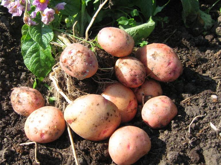 Картофель жуковский — описание сорта, фото, отзывы, посадка и уход
