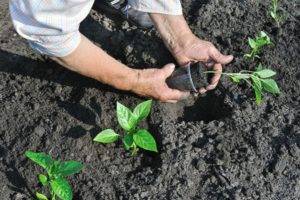 Правила и секреты выращивания перцев в открытом грунте: сроки и схема высадки, уход в зависимости от погоды