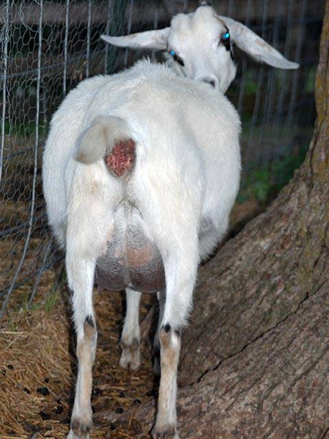 Коза рожает – готовимся к приему козлят