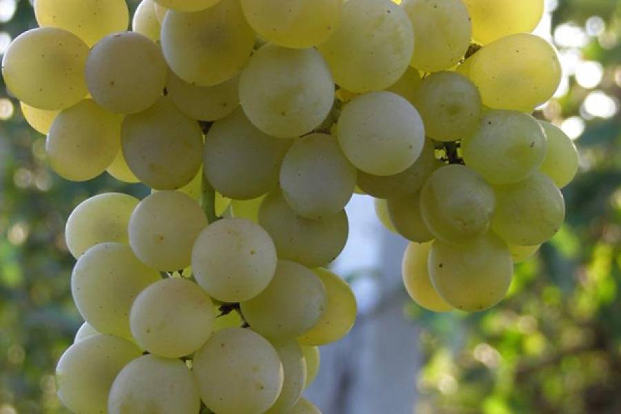 Описание и достоинства винограда сорта Кристалл, особенности посадки и ухода