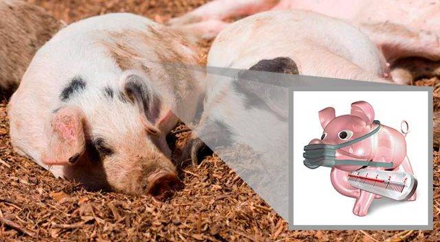 Температура у свиней норма причины повышения как измерить чем лечить