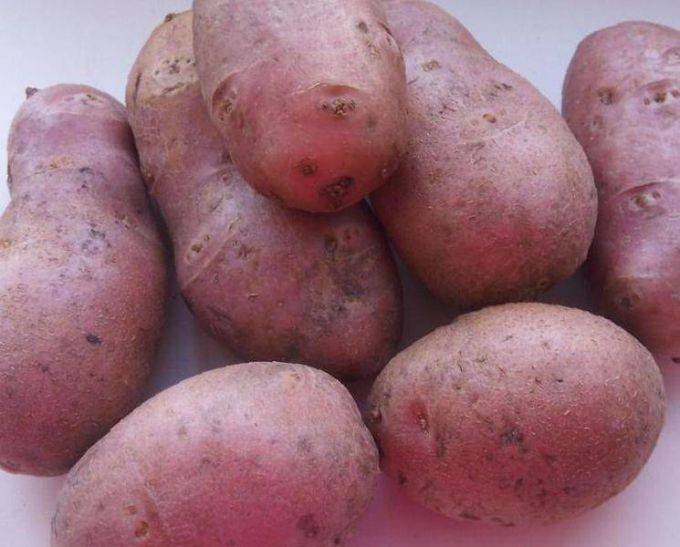 Сорт картофеля «ред скарлет»: характеристика, описание, урожайность, отзывы и фото