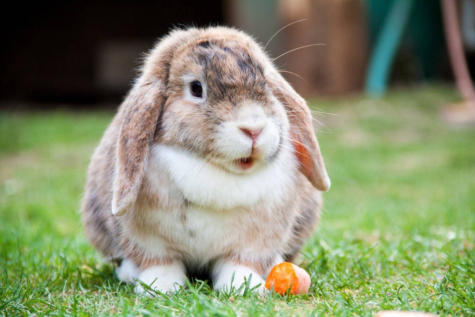 Чем можно кормить кроликов в домашних условиях