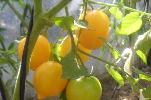Описание и характеристика сорта томатов «чудо земли» с фото и отзывами