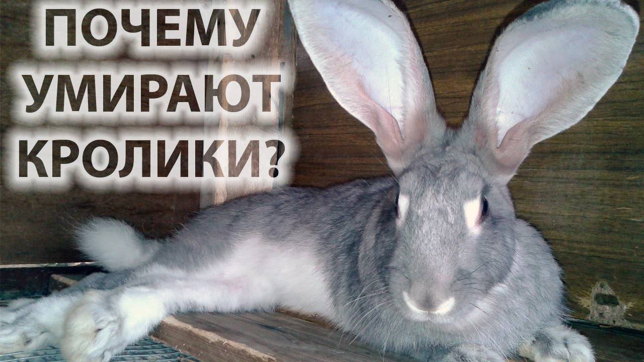 Что приводит к смерти взрослых кроликов и крольчат?