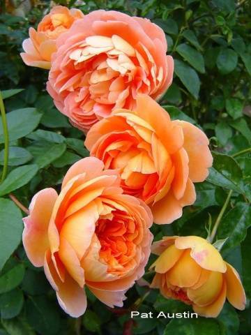 Описание и характеристики роз сорта клэр остин, технология выращивания