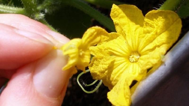 Чем полить огурцы, чтобы не было пустоцвета: 5 способов устранения проблемы