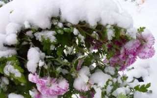 Уход за хризантемами осенью и подготовка к зиме: когда выкапывать, как хранить