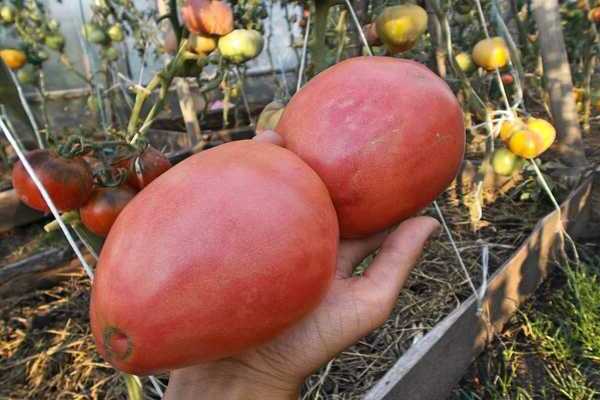 Помидоры орлиный клюв: выращивание, характеристика и описание сорта томата