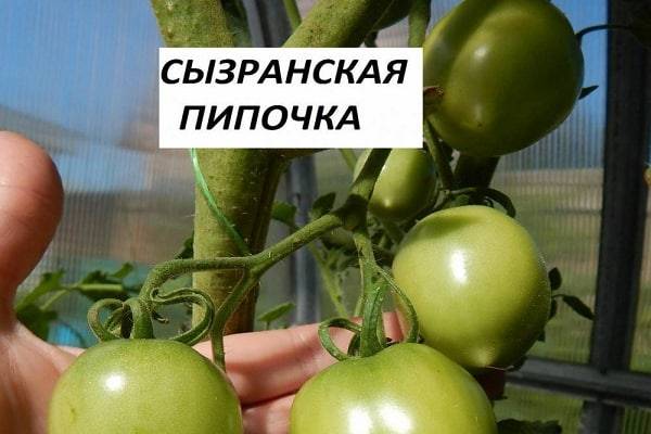 Сызранская пипочка томат описание