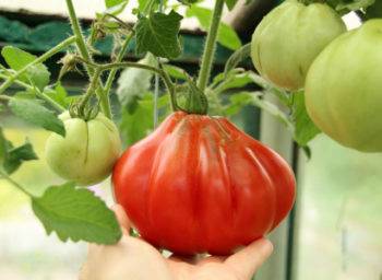 Выращивание томата пузата хата