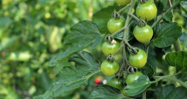 Опрыскивание томатов борной кислотой от болезней