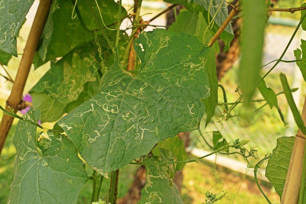 Почему сохнут листья у огурцов: причины и способы лечения