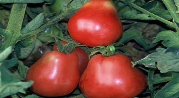 Описание высокоурожайного томата иван купала, посадка и уход