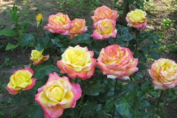 Роза гранд аморе (grande amore) — что это за чайно-гибридный сорт