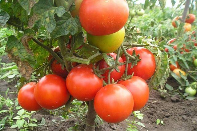 Мал да удал! суперскороспелый томат для открытого грунта бони мм
