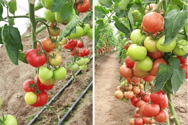 Описание сорта томат Магнус, характеристики и выращивание