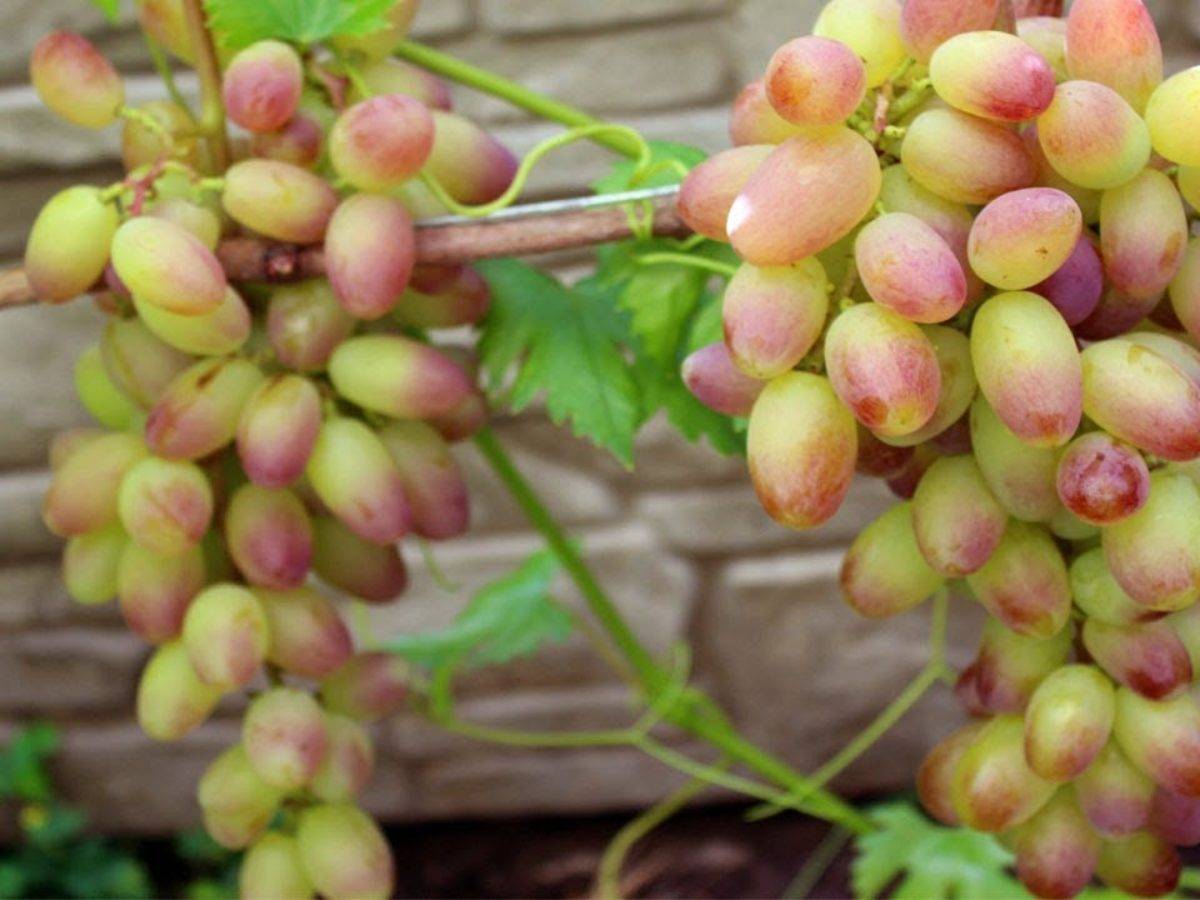 Описание раннеспелого сорта винограда «багровый»