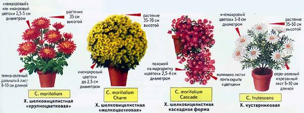 Описание 22 лучших сортов хризантемы индийской, выращивание в открытом грунте