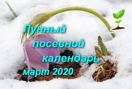 Лунный календарь 2020: благоприятные дни для посева семян на рассаду