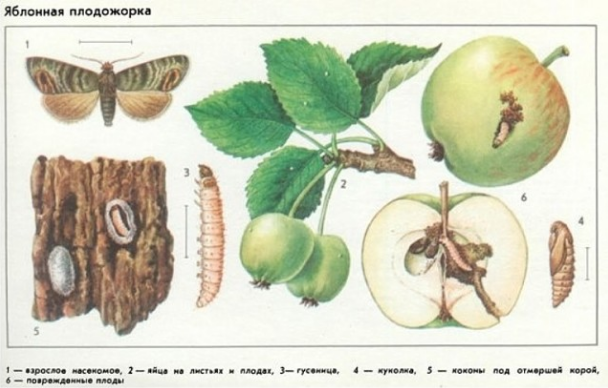 Меры борьбы с яблоневой плодожоркой