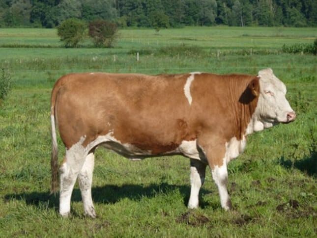 Характеристика датской породы коров