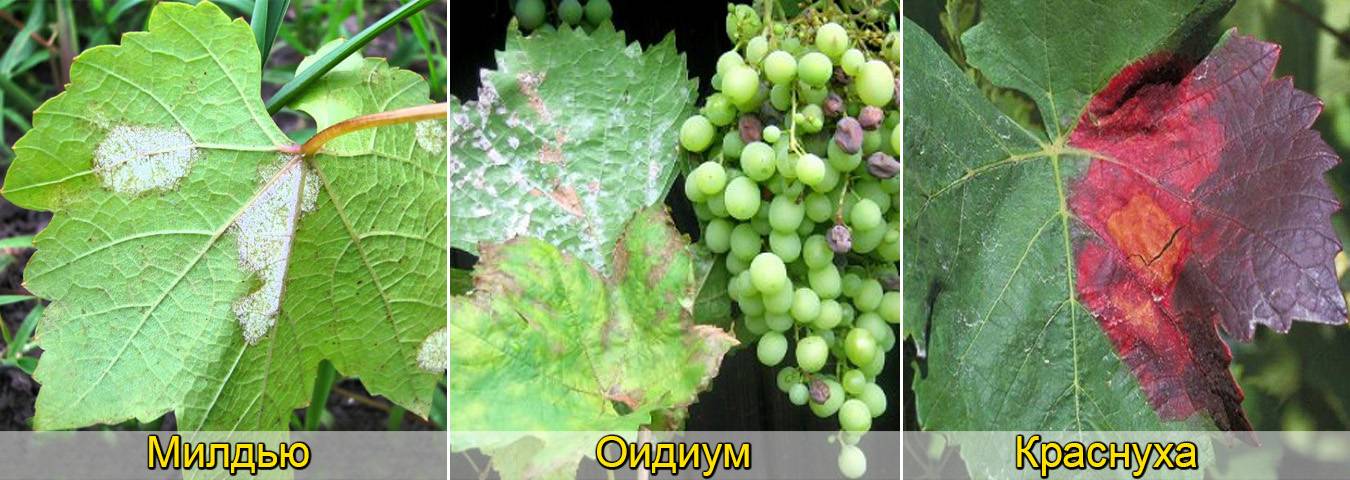 Как провести опрыскивание винограда, чтобы и болезни уничтожить, и самим не отравиться