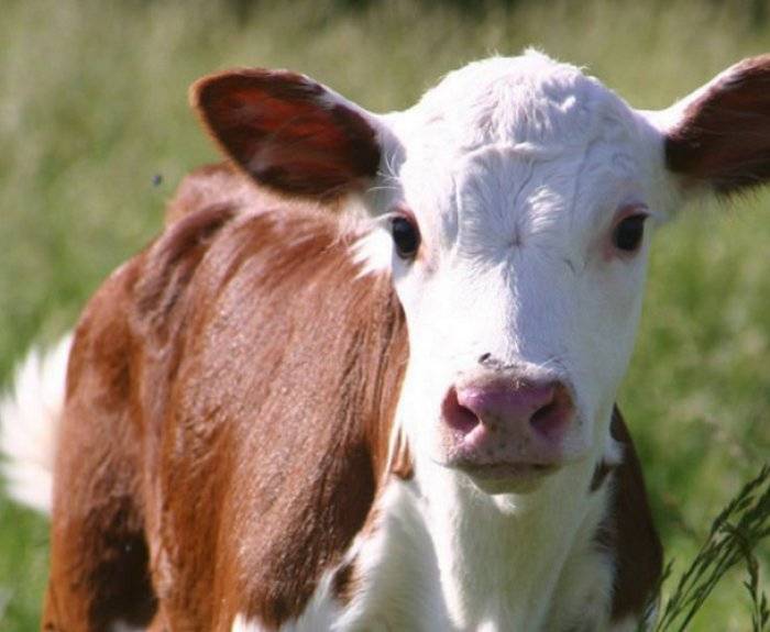 Что делать, если корова объелась зерна: правила первой помощи, использование народных средств, меры профилактики