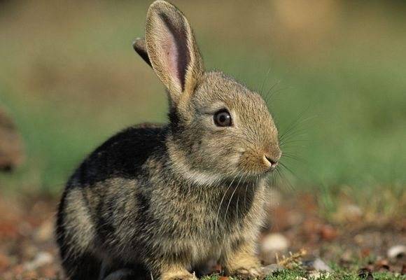 Кожные заболевания кроликов: фото и описание, симптомы и лечение