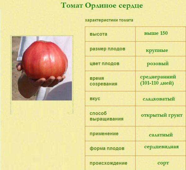 Помидоры-великаны с деликатесным вкусом — описание и характеристики сорта томата «орлиное сердце»