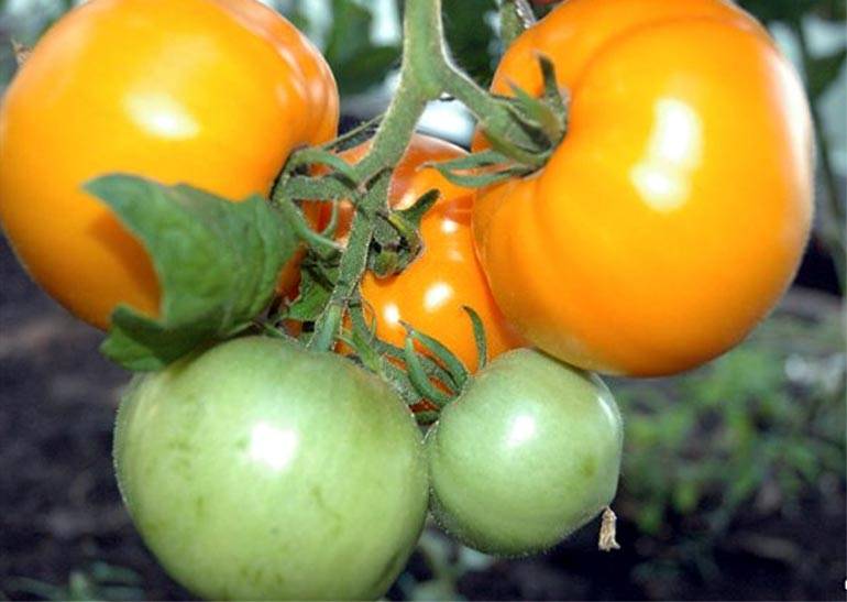 Характеристика и описание сорта томата Хурма, его урожайность