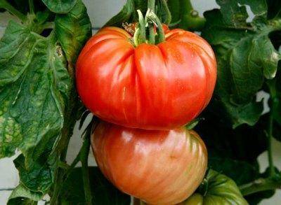 Описание сорта томата Алтайский красный и его характеристики