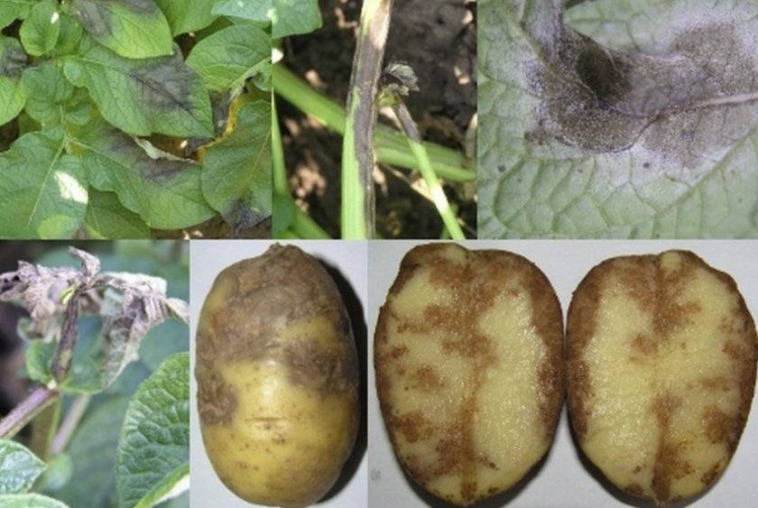 Как бороться с фитофторой на картофеле, описание и лечение болезни