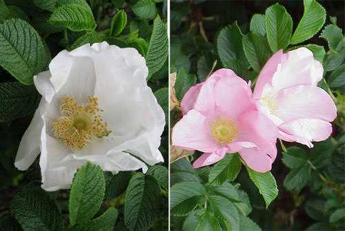 Описание лучших сортов шток-розы, посадка, выращивание и уход в открытом грунте