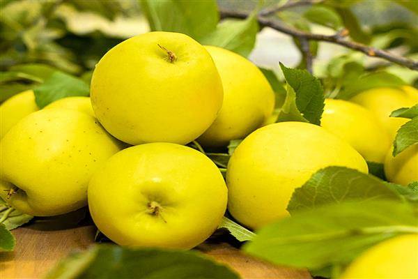 Описание сорта яблонь Победа (Черненко) и характеристики урожайности