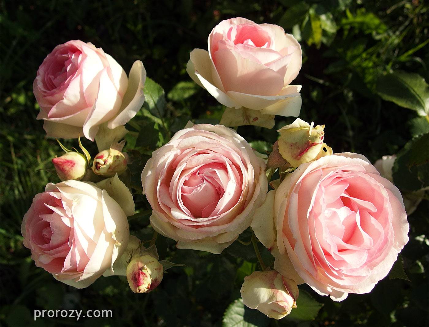 Королевский цветок — описание «титулованной» розы пьер де ронсар