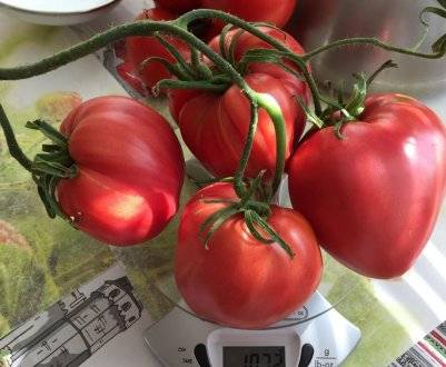 Описание сорта томата «анастасия»: основные характеристики, фото помидоров, урожайность, особенности и важные достоинства