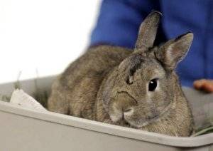 Особенности и лечение геморрагической болезни кроликов